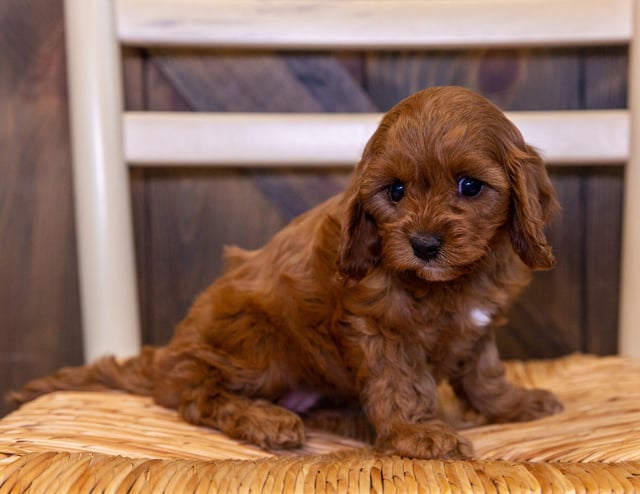 A picture of a Una, a gorgeous  Cavapoos for sale