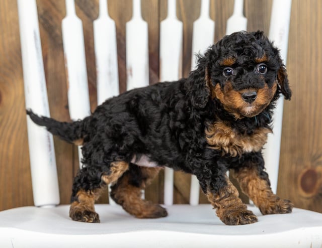 Toosie came from Raven and Ozzy's litter of F1BB Bernedoodles