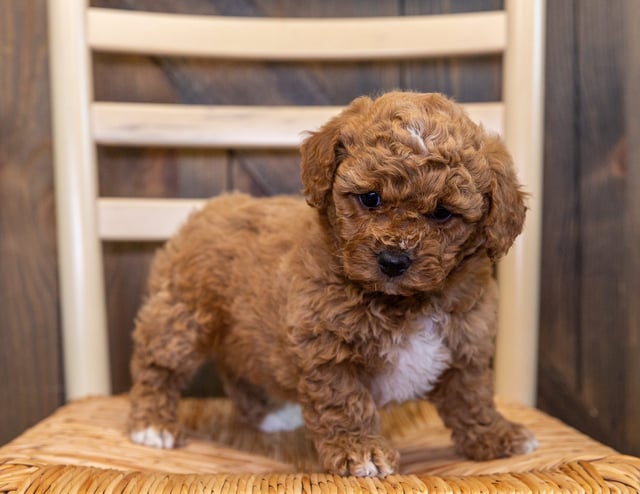 A picture of a Zaida, one of our Mini Goldendoodles puppies that went to their home in Nebraska