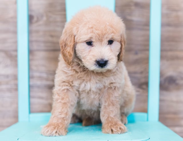 Otis is an F1 Goldendoodle that should have  and is currently living in Philadelphia 