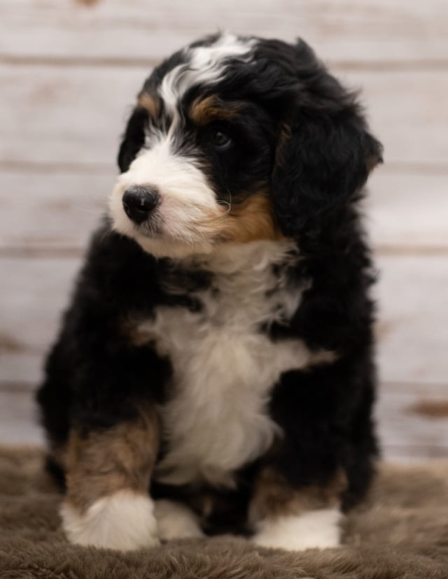 Ian came from Kiaya and Bentley's litter of F1 Bernedoodles