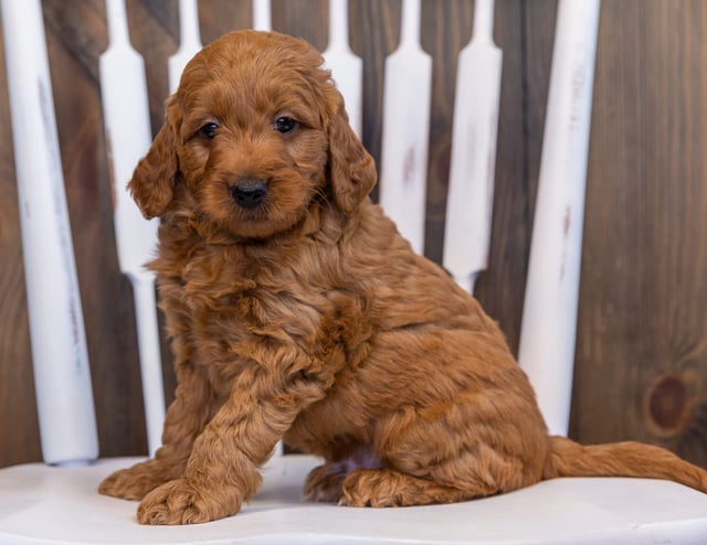 Dexter is an F2B Goldendoodle that should have  and is currently living in Iowa