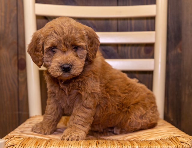 Dolly is an F1 Goldendoodle that should have  and is currently living in Minnesota