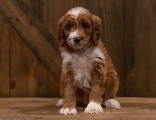 Another great picture of Indra, a Irish Doodles puppy