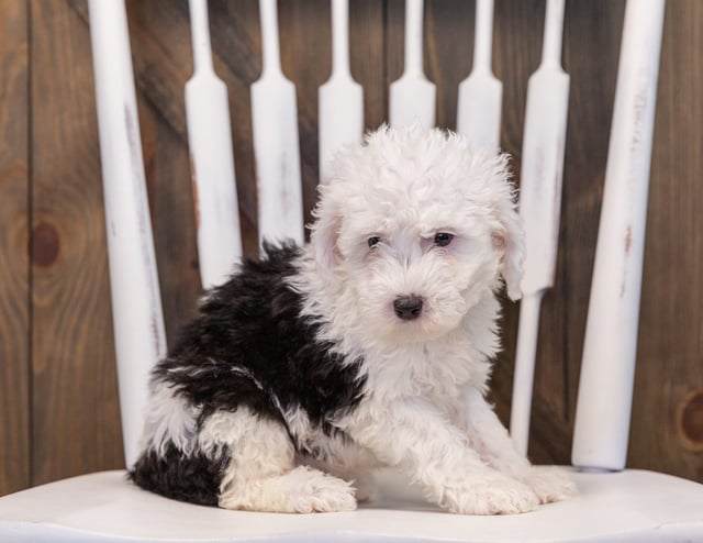 A picture of a Tiara, one of our Mini Sheepadoodles puppies that went to their home in Maryland