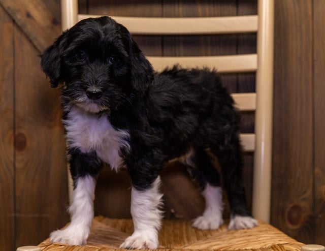 Wally is an F1B Sheepadoodle that should have  and is currently living in Wisconsin