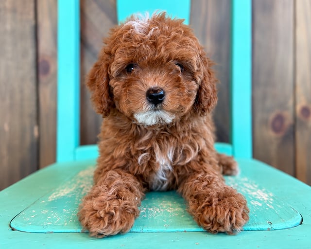 A picture of a Gibson, a gorgeous Petite Cavapoos for sale