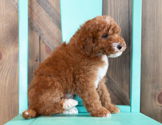 Wink came from Candice and Teddy's litter of F1BB Goldendoodles