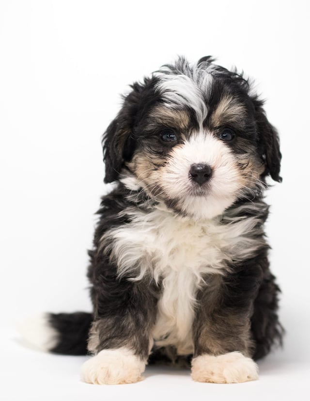 A picture of a Fritz, a gorgeous Mini Bernedoodles for sale