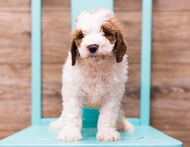 A picture of a Dice, one of our Mini Goldendoodles puppies that went to their home in Nebraska