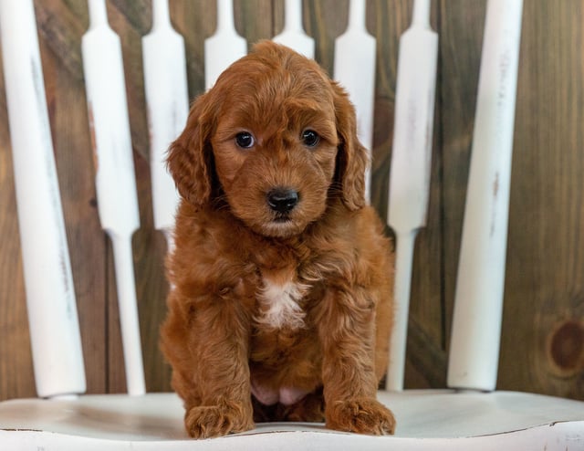 A picture of a Kia, one of our Mini Goldendoodles puppies that went to their home in Wisconsin 