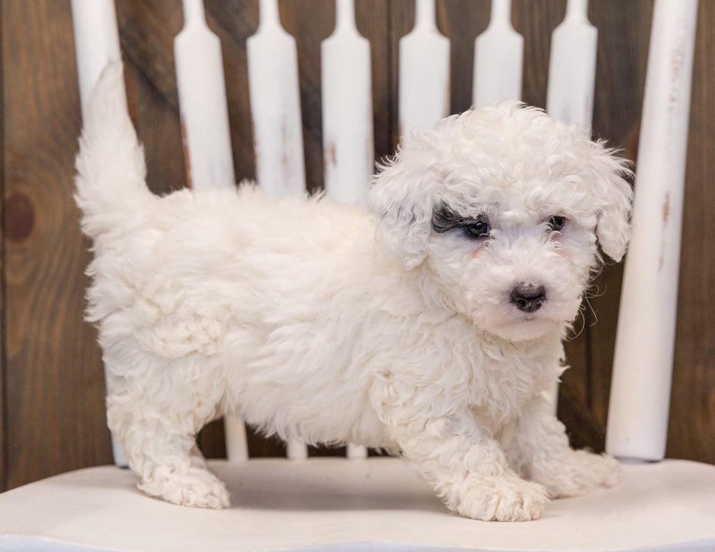 A picture of a Quinta, one of our Mini Sheepadoodles puppies that went to their home in Nebraska