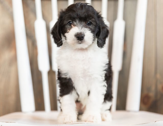 Imax is an F1B Sheepadoodle that should have  and is currently living in Massachusetts 