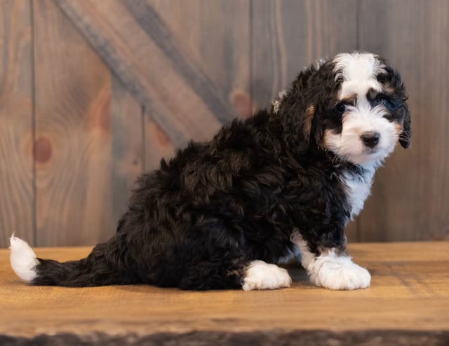 Saber is an F1 Bernedoodle that should have  and is currently living in Flordia