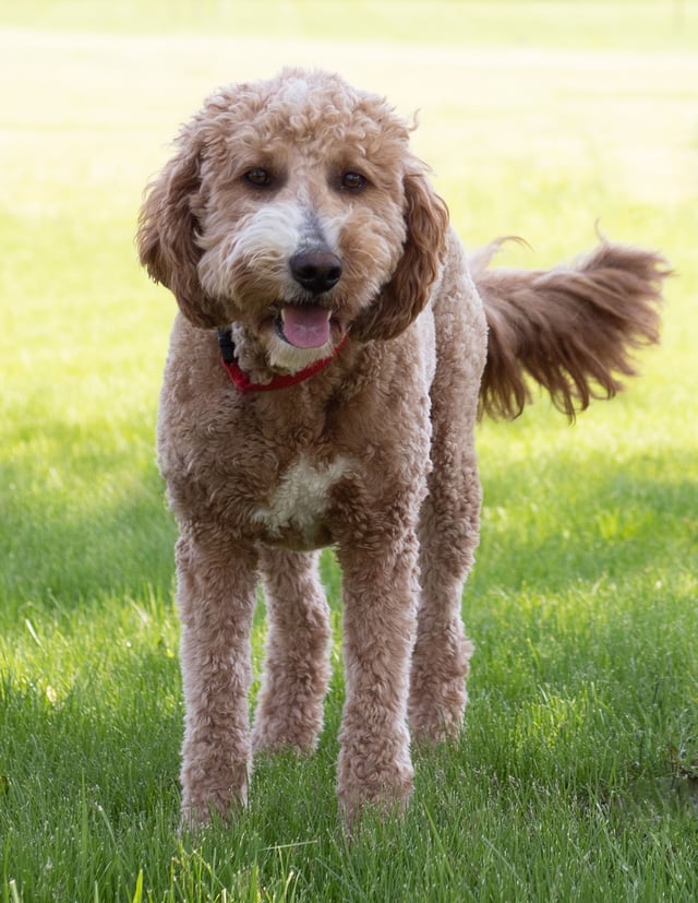 Leia is an F1 Goldendoodle and a mother here at Poodles 2 Doodles - Best Sheepadoodle and Goldendoodle Breeder in Iowa