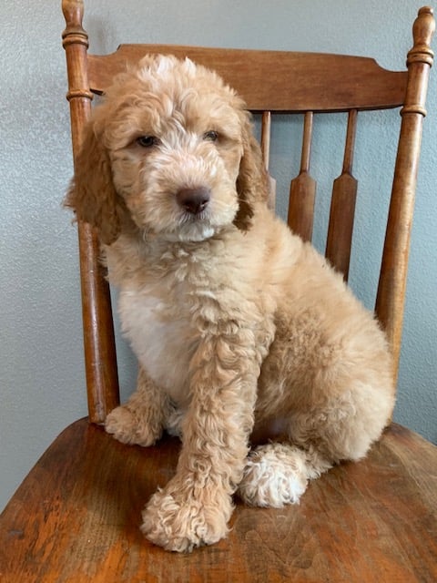 A picture of a Exel, one of our Mini Goldendoodles puppies that went to their home in Iowa