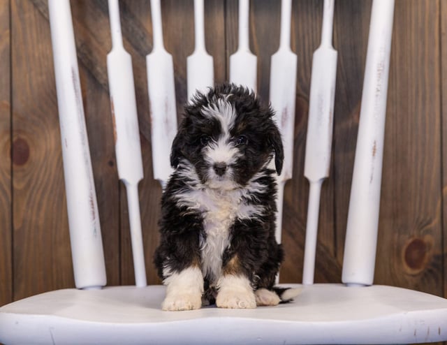 Isaac came from Willow and Stanley's litter of F1 Bernedoodles