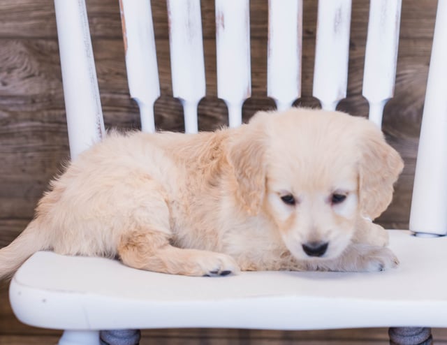 Vert is an F1 Goldendoodle that should have  and is currently living in Florida