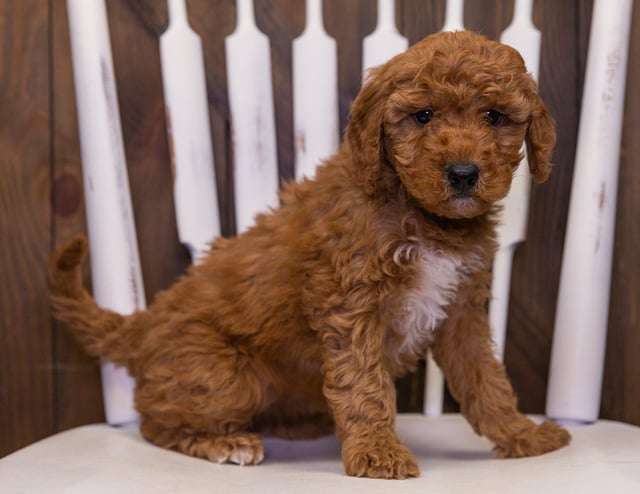 A picture of a Olive, one of our Mini Goldendoodles puppies that went to their home in Minnesota