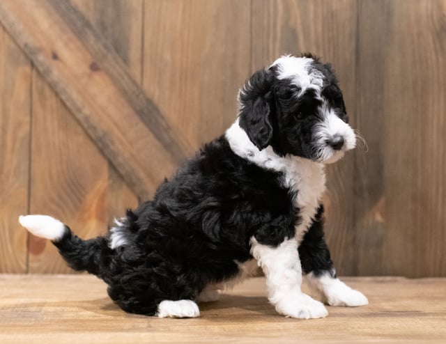 Dodge is an F1B Sheepadoodle that should have  and is currently living in Florida