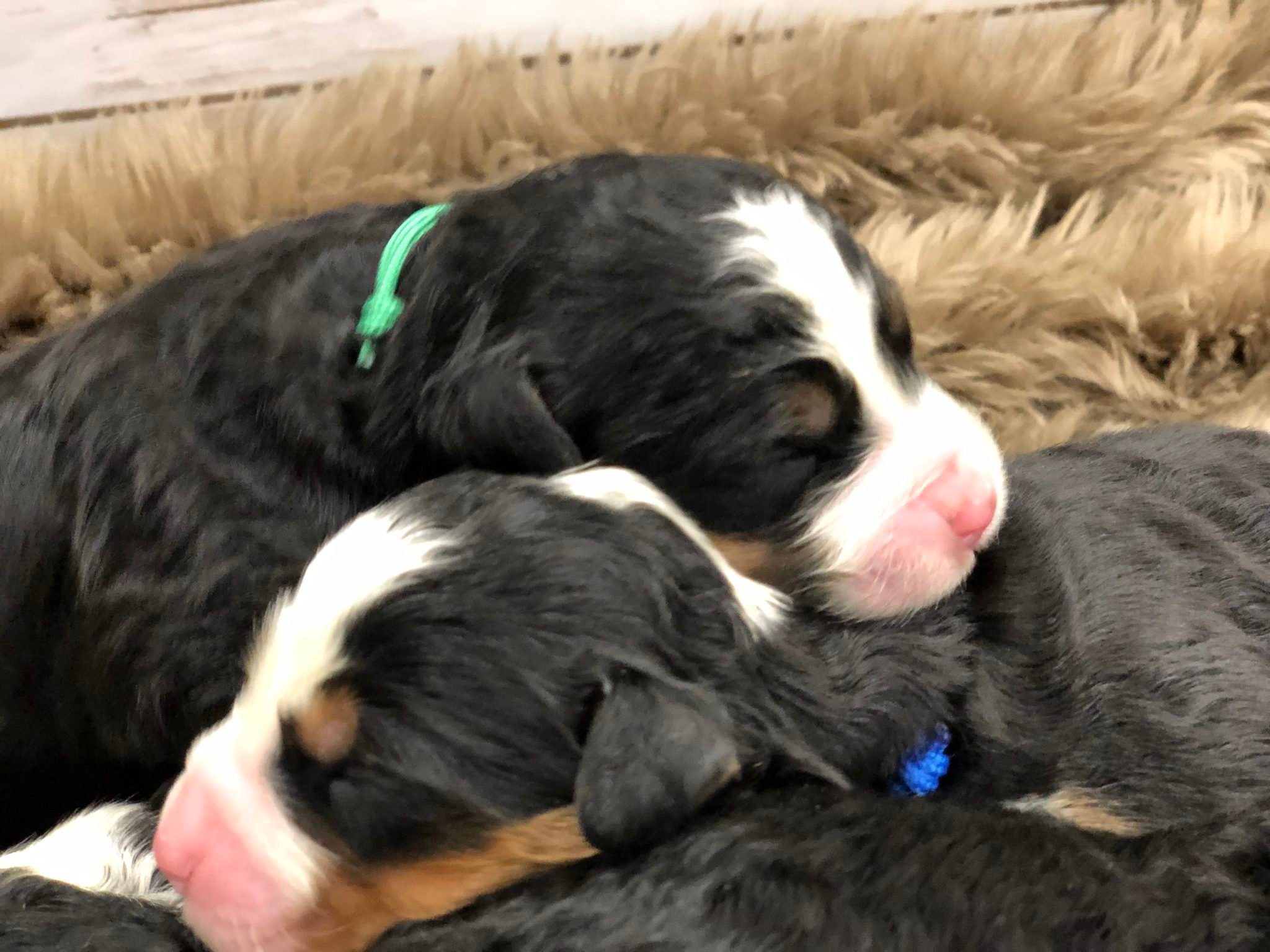 A litter of Mini Bernedoodles raised in Iowa by Poodles 2 Doodles