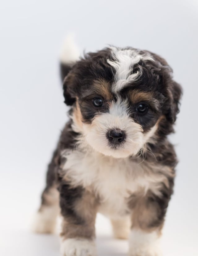 Bell is an F1 Bernedoodle for sale in Iowa.