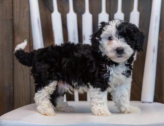 A picture of a Otto, one of our Mini Sheepadoodles puppies that went to their home in Minnesota