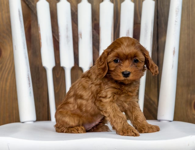 Summer is an F1B Cavapoo that should have  and is currently living in Iowa