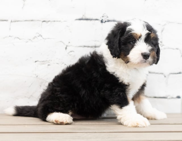 Zac is an F1 Bernedoodle that should have  and is currently living in Georgia