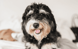 bernedoodle haircut