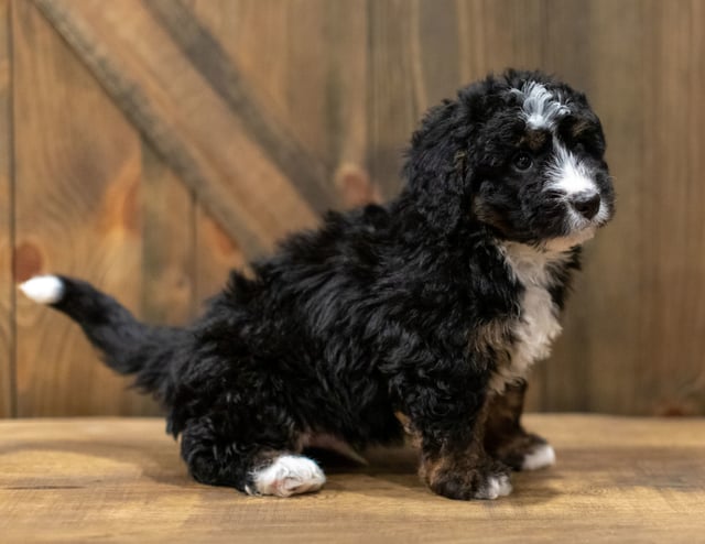 Quade is an F1 Bernedoodle that should have  and is currently living in South Dakota