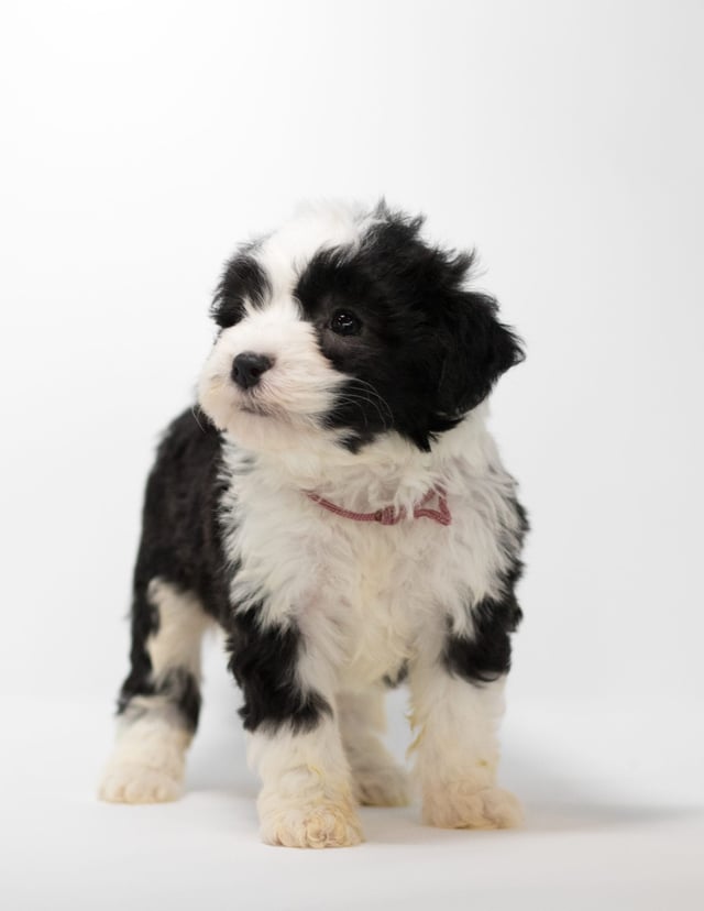 Gerti is an F1 Sheepadoodle for sale in Iowa.