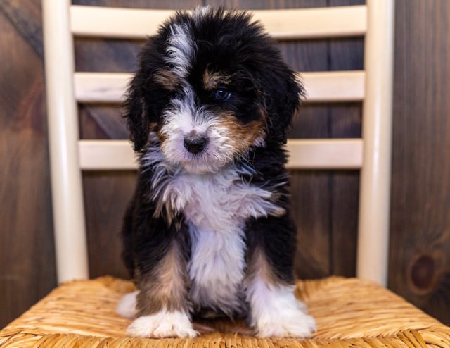 Xito is an F1 Bernedoodle that should have  and is currently living in Nebraska