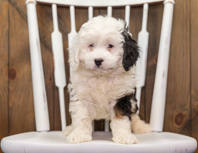 A picture of a Andia, one of our Mini Bernedoodles puppies that went to their home in Ohio