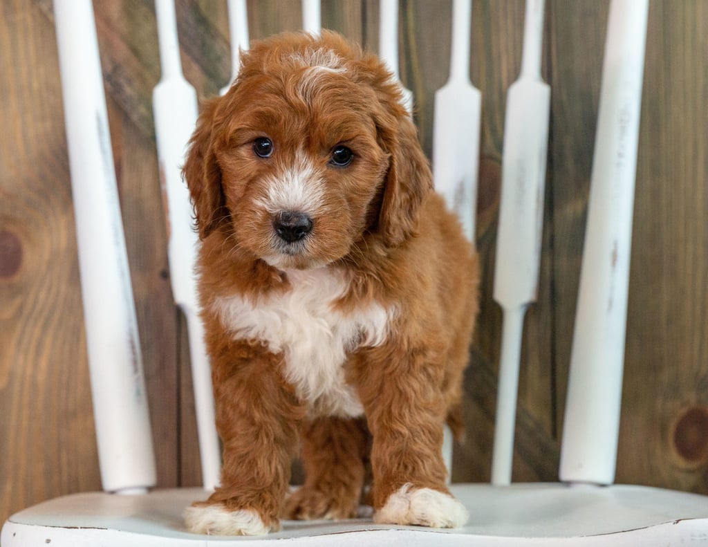 A picture of a Keen, one of our Mini Goldendoodles puppies that went to their home in Minnesota