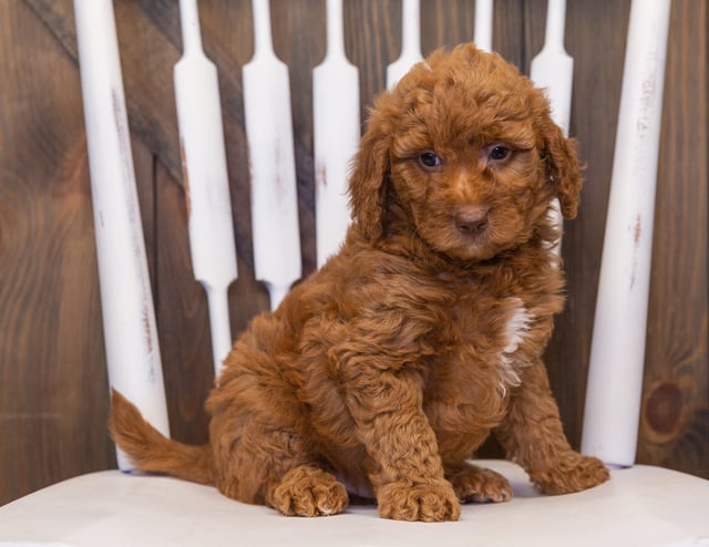 A picture of a Volt, one of our Mini Goldendoodles puppies that went to their home in Wisconsin