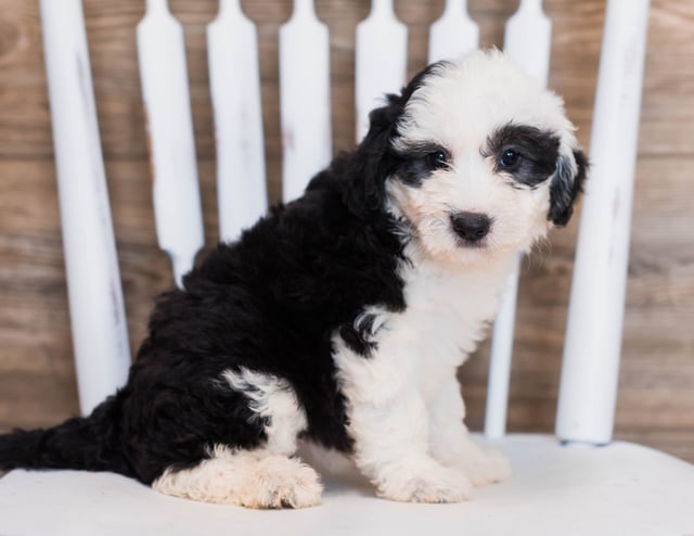 Another pic of our recent Sheepadoodle litter