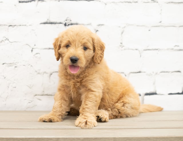 Yani is an F1 Goldendoodle for sale in Iowa.