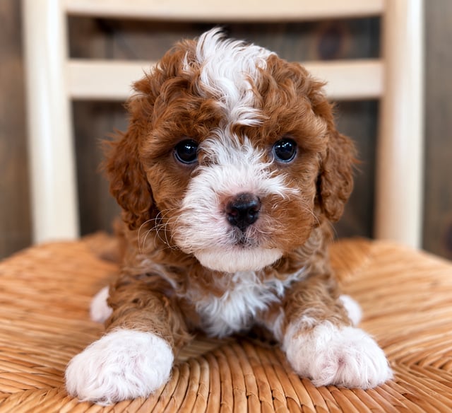 A picture of a Gemma, a gorgeous Petite Cavapoos for sale