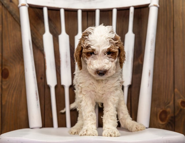 Ziggy came from Leia and Ziggy's litter of F1B Goldendoodles