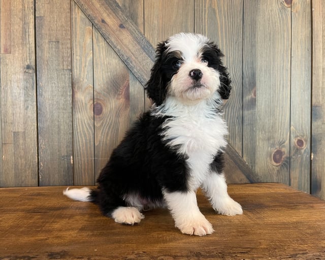 Zoe came from Della and Bentley's litter of F1 Bernedoodles