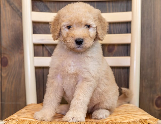 Quinn is an F1 Goldendoodle that should have  and is currently living in Nebraska