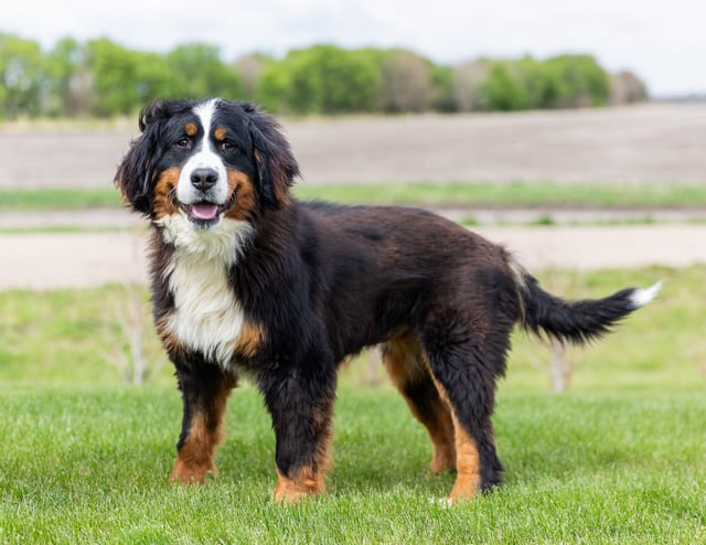A picture of one of our Bernese Mountain Dog mother's, Jersey.