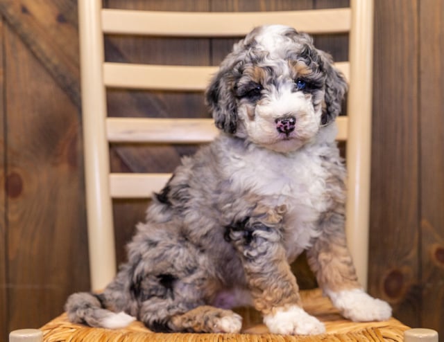 A picture of a Gizmo, one of our Mini Sheepadoodles puppies that went to their home in Iowa