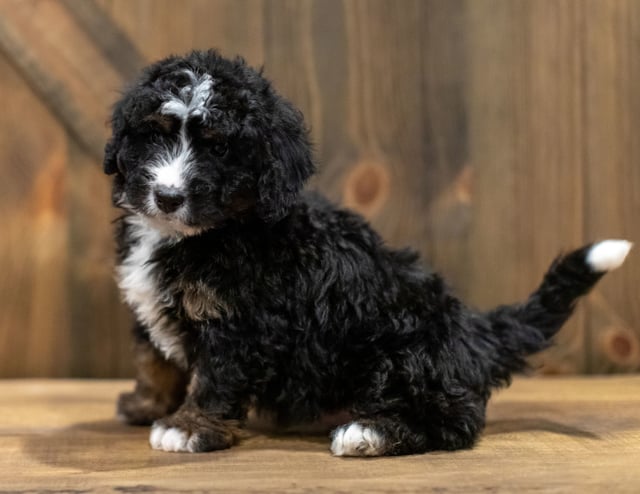 A picture of a Quade, one of our Mini Bernedoodles puppies that went to their home in South Dakota