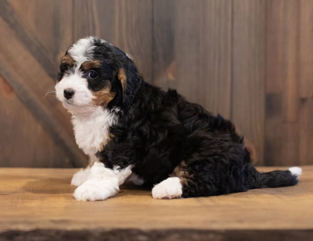 Sam is an F1 Bernedoodle that should have  and is currently living in Alabama