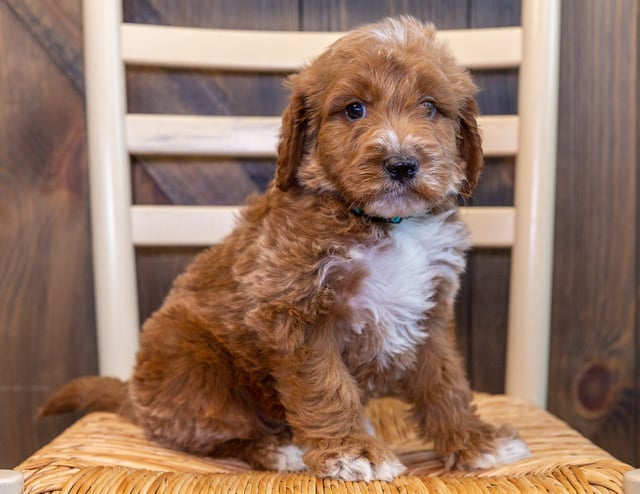 A picture of a Twix, one of our Standard Irish Doodles puppies that went to their home in South Dakota
