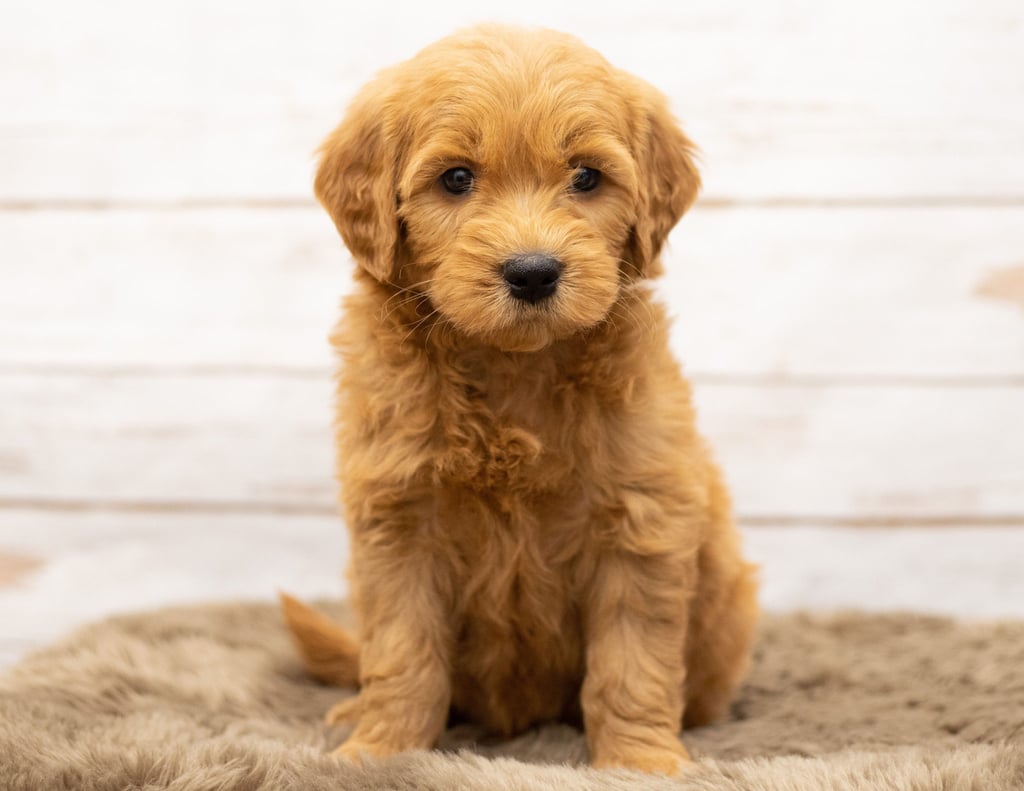 A picture of a Olaf, one of our Mini Goldendoodles puppies that went to their home in Kansas