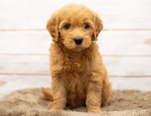 A beautiful picture of one of our mini Goldendoodle puppies with a wood in the background