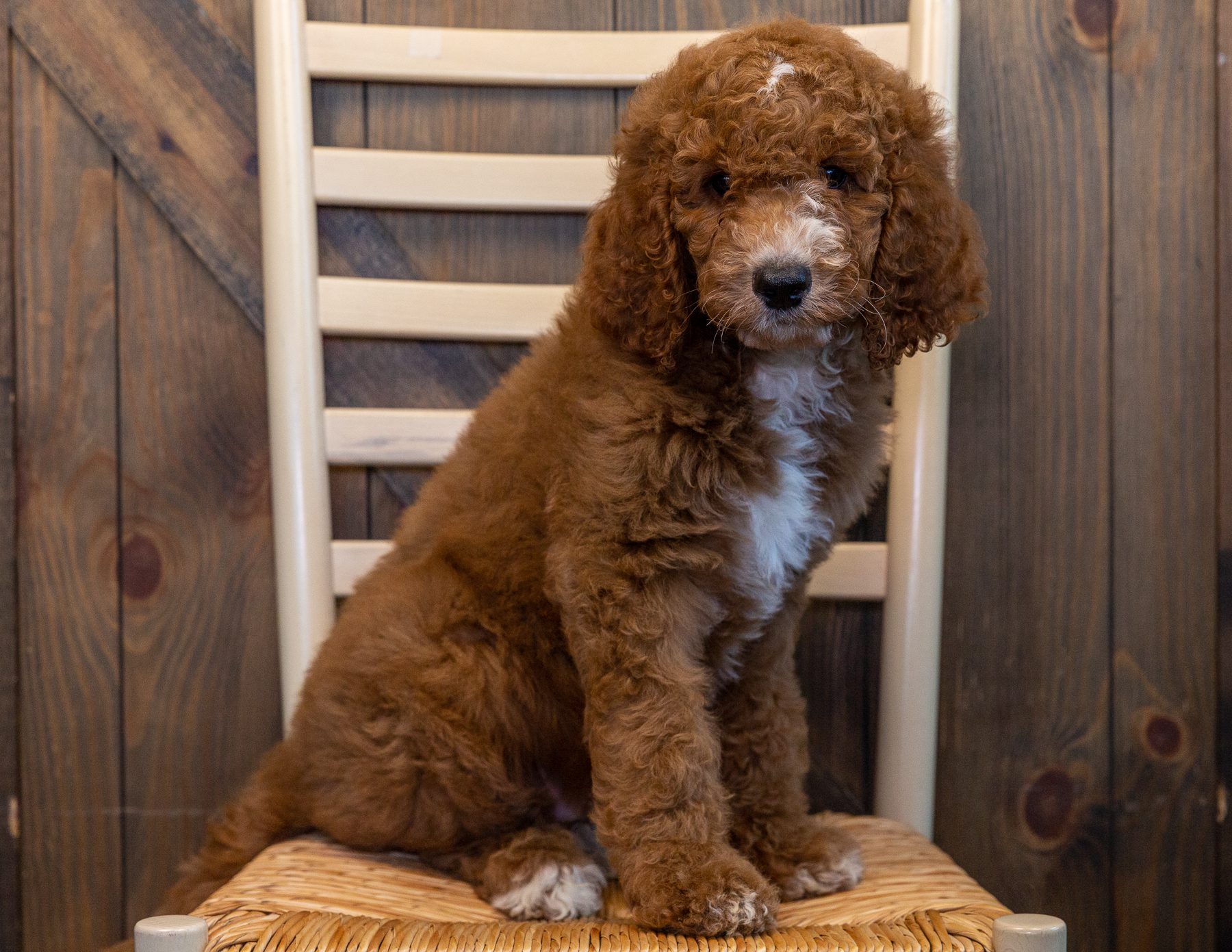 A litter of Standard Irish Doodles raised in Iowa by Poodles 2 Doodles